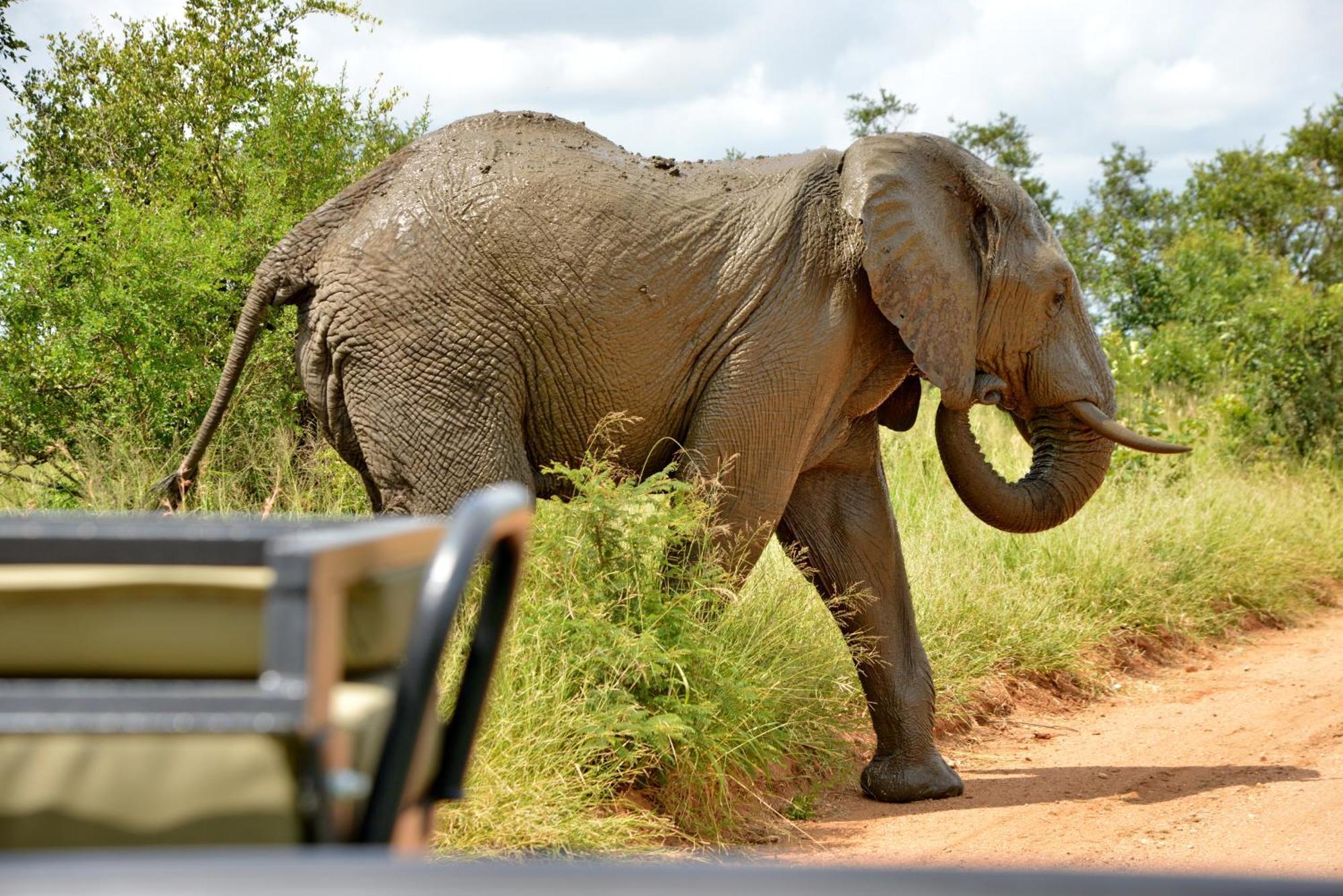 Kruger Safari Lodge Manyeleti Game Reserve Εξωτερικό φωτογραφία